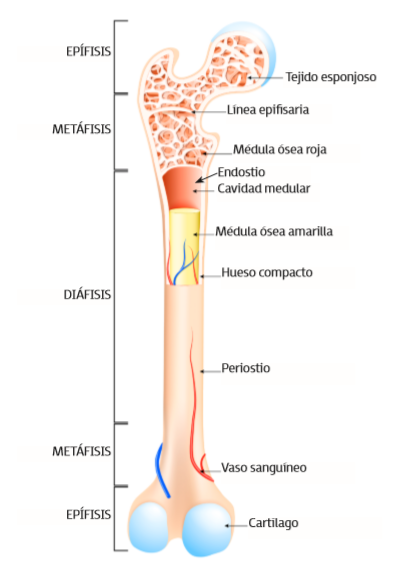 huesos largos